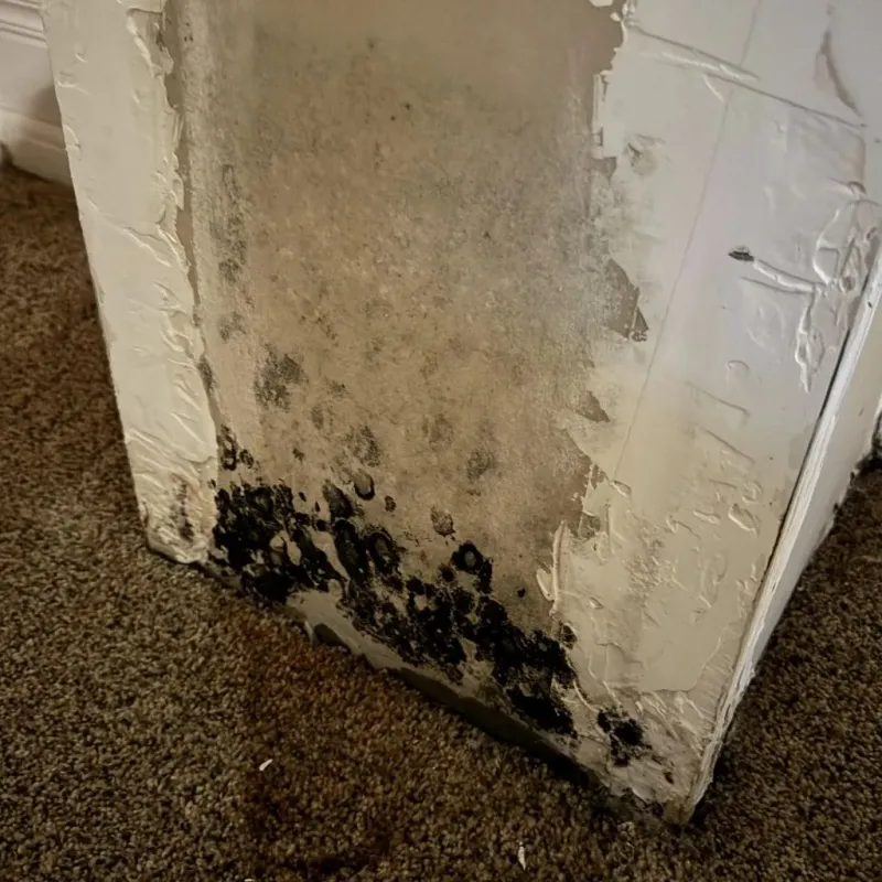 Professional Mold Removal in Shelby, MT